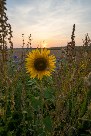 A vertical shot of sunflowers growing in a field with a sunset sky backgroundの写真素材
