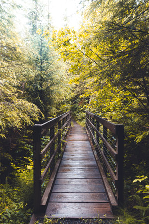 A vertical shot of a wooden bridge in the middle of the forest