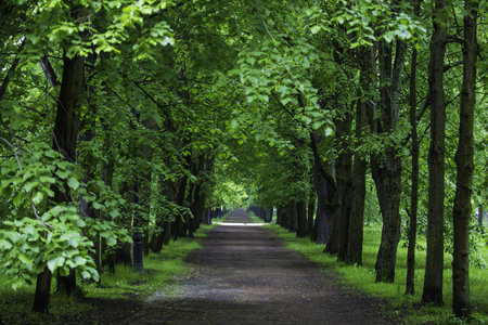 A closeup shot of a forest pathの写真素材