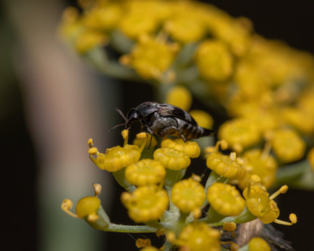 A closeup of a small insect on a yellow flower in a field under the sunlight with a blurry backgroundの写真素材