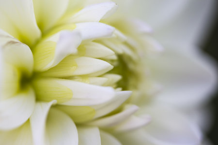 A closeup shot of a blooming white flower - perfect for backgroundの写真素材
