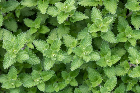 An overhead shot of fresh, green catnip leaves at a garden
