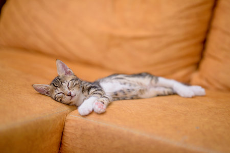 A closeup shot of a cute kitten sleeping on an orange sofaの写真素材
