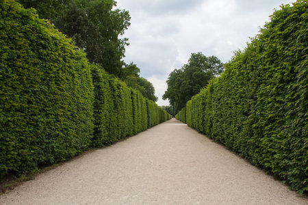 A focal point view of a straight pathway with hedges on each sideの写真素材