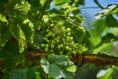 A closeup shot of green unripe grapes growing under the sunlight