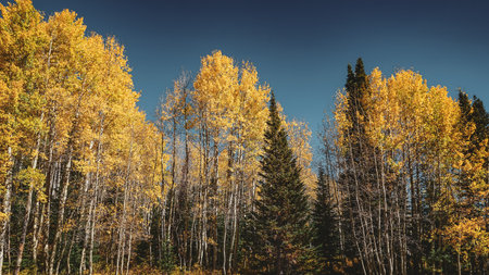 A low angle shot of beautiful green and yellow trees under the clear blue sky