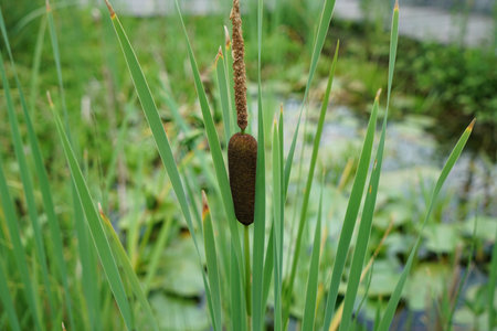 A closeup shot of Typha latifolia and grassの写真素材
