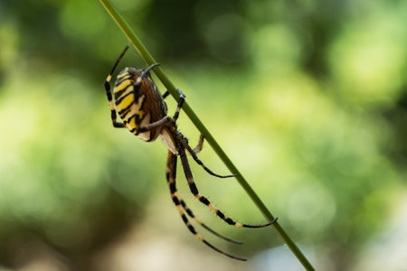 A closeup of a Yellow garden spider on a branch in a field under the sunlightの写真素材