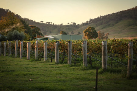 A beautiful late afternoon view at vinyard in Mudgee, New South Walesの写真素材