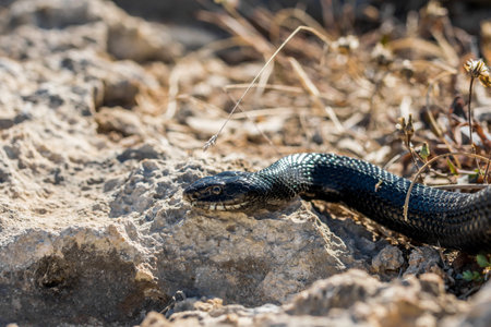 An adult black western whip snake, Hierophis viridiflavus, slithering on rocks and dry vegetation in...