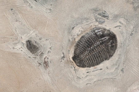 trilobite stone fossil sample with ridges and detail