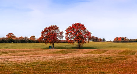 A beautiful landscape view of a dry grassland with autumn trees on the horizon