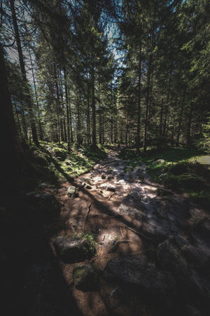 A  vertical shot of a forest