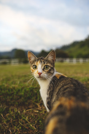 A vertical shot of a cute cat on background of a fieldの写真素材