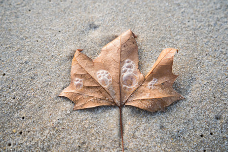 A top view shot of a wet leaf on a sandy shoreの写真素材