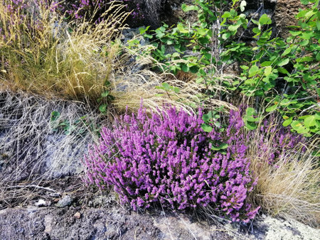 A closeup shot of Heather in the gardenの写真素材