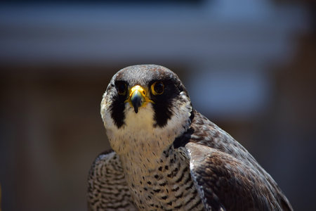 A closeup shot of a domesticated Peregrine falconの写真素材