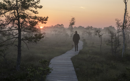 Woman walking with dog on the boardwalk toward the rising sun  in the mist clad peat bog habitat....