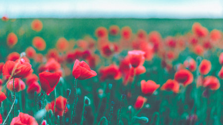A selective focus shot of red poppy flowers on a fieldの写真素材