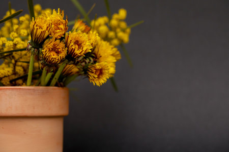 A small terracotta pot filled with yellow dandelion and wattle flowersの写真素材