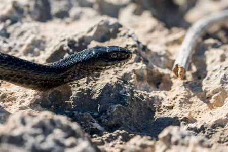 An adult black western whip snake, Hierophis viridiflavus, slithering on rocks and dry vegetation in Malta.の写真素材