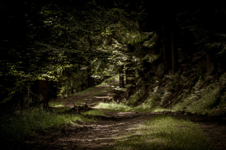 temperate forest and shadow path