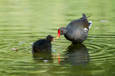 A closeup shot of a mother bird called Common Moorhen feeding her chick on a pondの写真素材