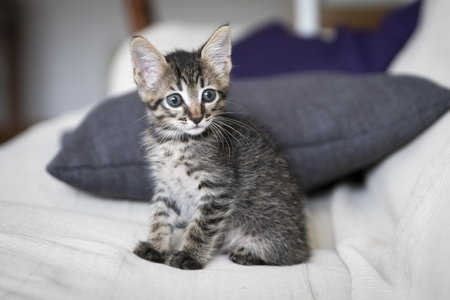A closeup shot of an adorable kitten sitting on the couchの写真素材