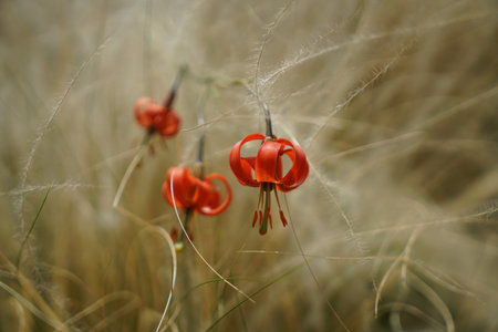 A closeup shot of Lilium pumilum flowers