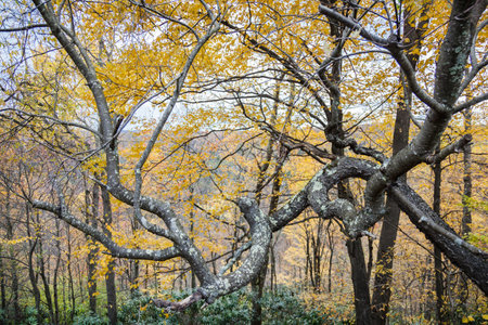 A horizontal shot of torturous trees and branches in fall colors on an autumn afternoon in...