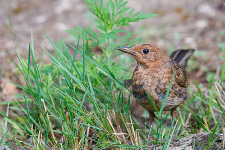 A closeup shot of an old-world flycatcher near green grassの写真素材