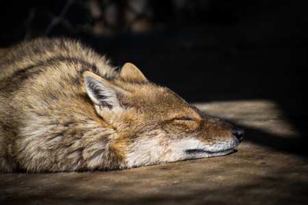 A closeup shot of a swift fox sleeping on the groundの写真素材