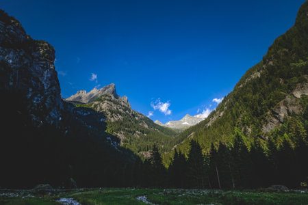 A shot of a forest with rocky mountains alongsideの写真素材