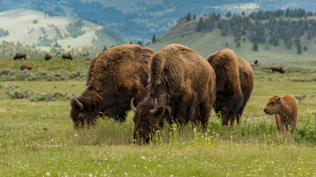 A closeup of grazing bisons in the Yellowstone National Park in the US