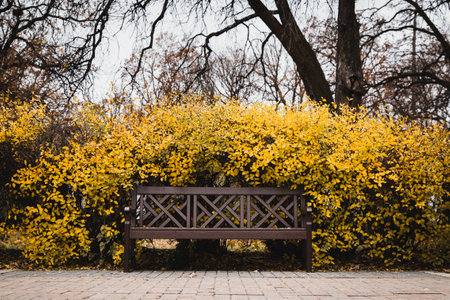 A selective focus shot of a bench surrounded by yellow leavesの写真素材