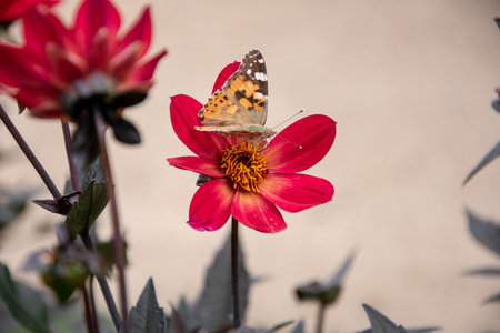 A beautiful shot of a pink flower and a butterfly on a blurred backgroundの写真素材