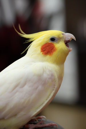 A vertical shot of an adorable cockatiel