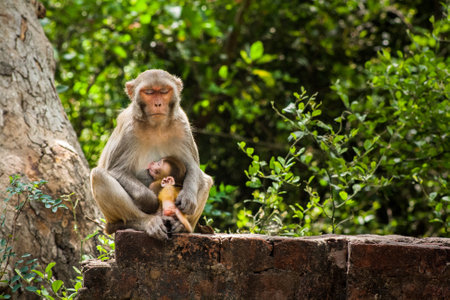 A closeup shot of a monkey mom holding the infant in her hugの写真素材