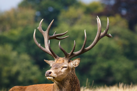 A closeup of an elk surrounded by greenery in a field under the sunlight with a blurry backgroundの写真素材