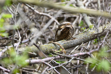 A selective focus shot of a small bird sitting on the branch of a tree in a forest