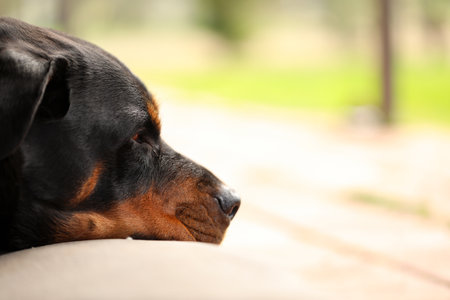 A closeup of a female Rottweiler lying on a mattress under the sunlightの写真素材