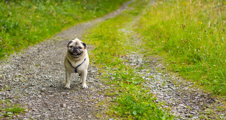 A closeup shot of a dog on the path near a forestの写真素材