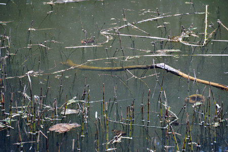 A beautiful shot of the polluted small lake called Sulfner on South Tirol, Italy- Pollution concept