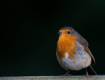 A closeup shot of a robin on dark backgroundの写真素材