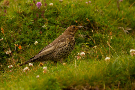 A blackbird, Turdus torquatus among the rocks in Spainの写真素材