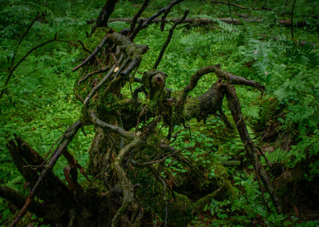 The wet tree and green plants in the forest