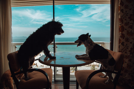 A closeup shot of dogs in a cafe standing on chairs in front of each other