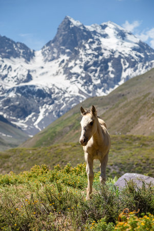The beautiful wild horse  in the mountainsの写真素材