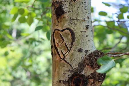 A closeup of a heart carved on an aspen tree trunk in a Colorado forestの写真素材