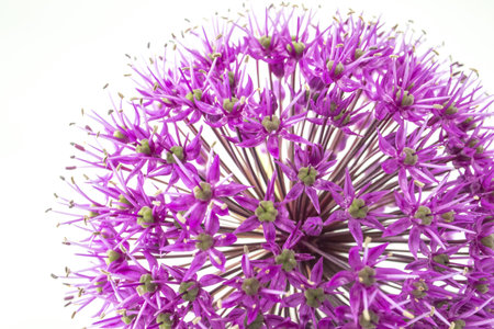 A closeup shot of purple allium flower head on an isolated backgroundの写真素材